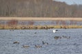 Snow Goose (Anser caerulescens) flapping wings amongst flock of Canada Geese (Branta canadensis) at Tiny Marsh Royalty Free Stock Photo