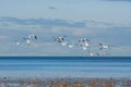 Snow goose Anser caerulescens flying through the blue sky in Canada Royalty Free Stock Photo