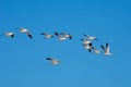 Snow goose Anser caerulescens flying through the blue sky in Canada Royalty Free Stock Photo