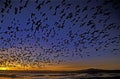 Snow goose, Anser caerulescens Royalty Free Stock Photo