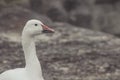 Snow goose, Anser caerulescens, photo captured in Canada Royalty Free Stock Photo