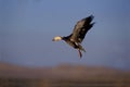 Snow goose, Anser caerulescens Royalty Free Stock Photo