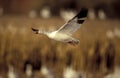 Snow goose, Anser caerulescens Royalty Free Stock Photo