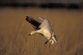 Snow goose, Anser caerulescens Royalty Free Stock Photo