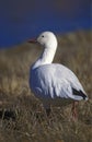 Snow goose, Anser caerulescens Royalty Free Stock Photo
