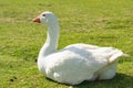The snow goose Anser caerulescens sitting on a grass meadow. Close up portrait of wild white swan goose Royalty Free Stock Photo