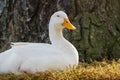 The snow goose (Anser caerulescens) sitting on a grass under the tree in city park Royalty Free Stock Photo