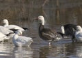 Snow Goose blue morph chen caerulescens