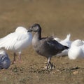 Snow Goose blue morph, immature chen caerulescens