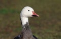 Snow Goose