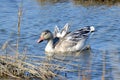 Snow Goose Royalty Free Stock Photo