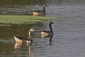 Snow Goose, Chen caerulescens, and Canada Goose, Branta canadensis, hybrid Royalty Free Stock Photo