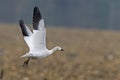 Snow Goose, Chen caerulescens, in flight Royalty Free Stock Photo