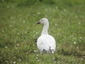 Snow Goose, Chen caerulescens, relaxing in a field Royalty Free Stock Photo