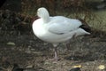 Snow Goose, Chen caerulescens, resting in field Royalty Free Stock Photo