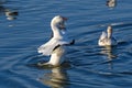 Snow goose or chen caerulescens stretching its wings in the late afternoon sun Royalty Free Stock Photo