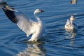 Snow goose or chen caerulescens stretching its wings in the late afternoon sun Royalty Free Stock Photo