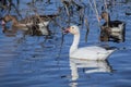 Snow Goose Chen caerulescens swimming in a pond Royalty Free Stock Photo
