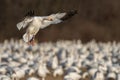 Snow Goose Landing Royalty Free Stock Photo