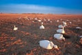 Snow Goose Decoy Royalty Free Stock Photo