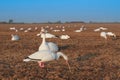 Snow Goose Decoy Royalty Free Stock Photo