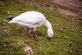 Snow Goose eating the grass Royalty Free Stock Photo