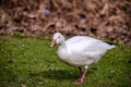 Snow Goose eating the grass Royalty Free Stock Photo