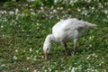 Snow goose feeding on grass, taken at WWT Llanelli, South Wales Royalty Free Stock Photo