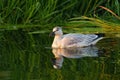 Snow Goose feeding in a lake.