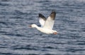 Snow Goose In Flight Royalty Free Stock Photo