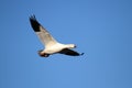 Snow Goose In Flight Royalty Free Stock Photo