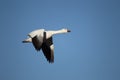 Snow goose in flight Royalty Free Stock Photo