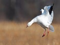 Snow Goose in Flight Landing