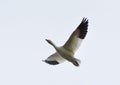 Snow goose in flight Royalty Free Stock Photo