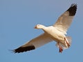 Snow Goose in Flight Wings Spread Royalty Free Stock Photo
