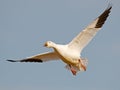 Snow Goose in Flight Wings Spread Royalty Free Stock Photo