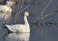 A snow goose floating on a lake Royalty Free Stock Photo