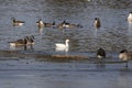 The snow goose  with flock of Canada geese on the river. Royalty Free Stock Photo