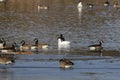 The snow goose  with flock of Canada geese on the river. Royalty Free Stock Photo