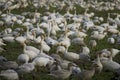 Snow Goose Flock Royalty Free Stock Photo
