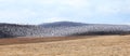 Snow goose flock Royalty Free Stock Photo