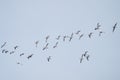 Snow Goose flying in the sky