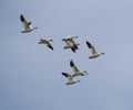 Snow Goose flying in the sky