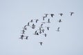 Snow Goose flying in the sky