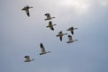 Snow Goose flying in the sky