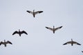 Snow Goose flying in the sky