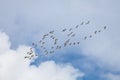 Flying Snow Goose