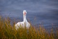 Snow goose with grass hanging from beak standing in shallow water staring Royalty Free Stock Photo