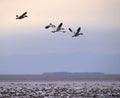 Snow goose grouop Royalty Free Stock Photo