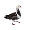 Snow Goose. Isolated over white Royalty Free Stock Photo